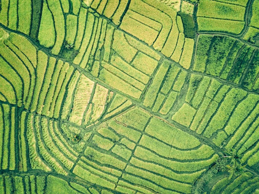 Vista aérea de talhões — tecnologia no campo