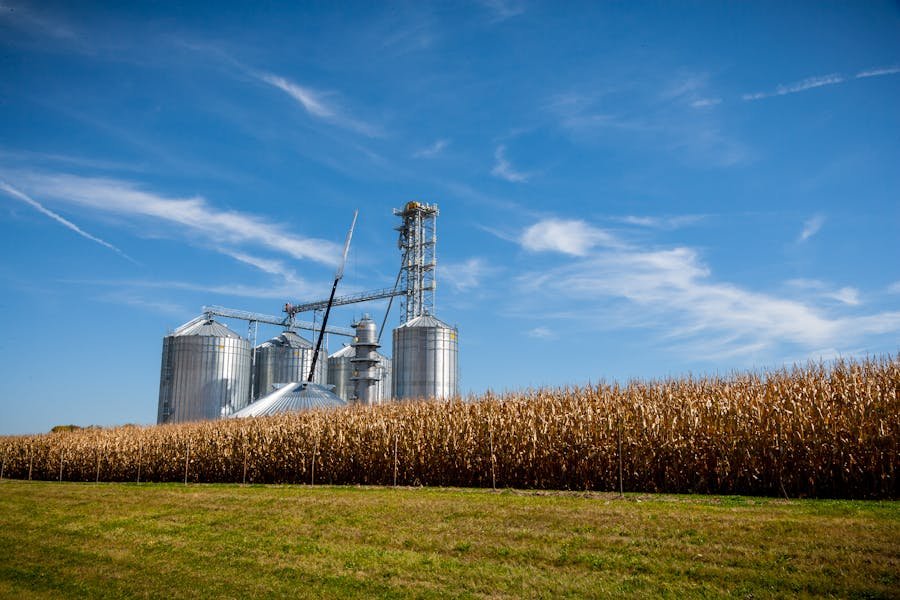 Silos graneleiros com milharal — indústria do agro